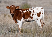 DCT - JH RURAL SAFARI SON x WILLOW SWITCH (H)