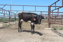 LIB X POKE A DOT HEIFER