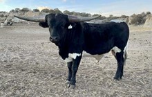 RR Tequila Sunrise x Epoxy 2021 bull