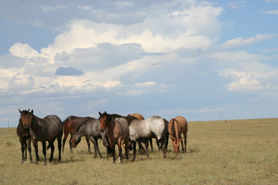 Freeman Ranch Horses. Specializing in Blue Valentine Studs. Colorado